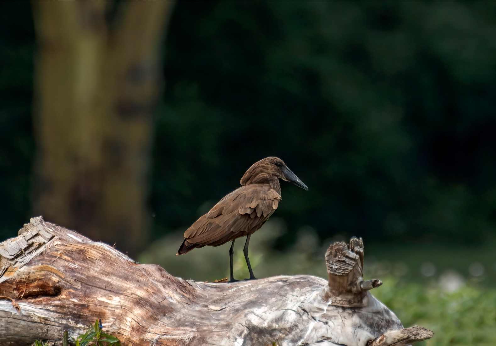 Birds